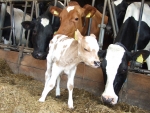 in contact met allerlei boerderijdieren